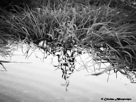 CRISTINA ALBUQUERQUE - EXIF: não disponível